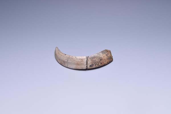 Neolithic animal teeth